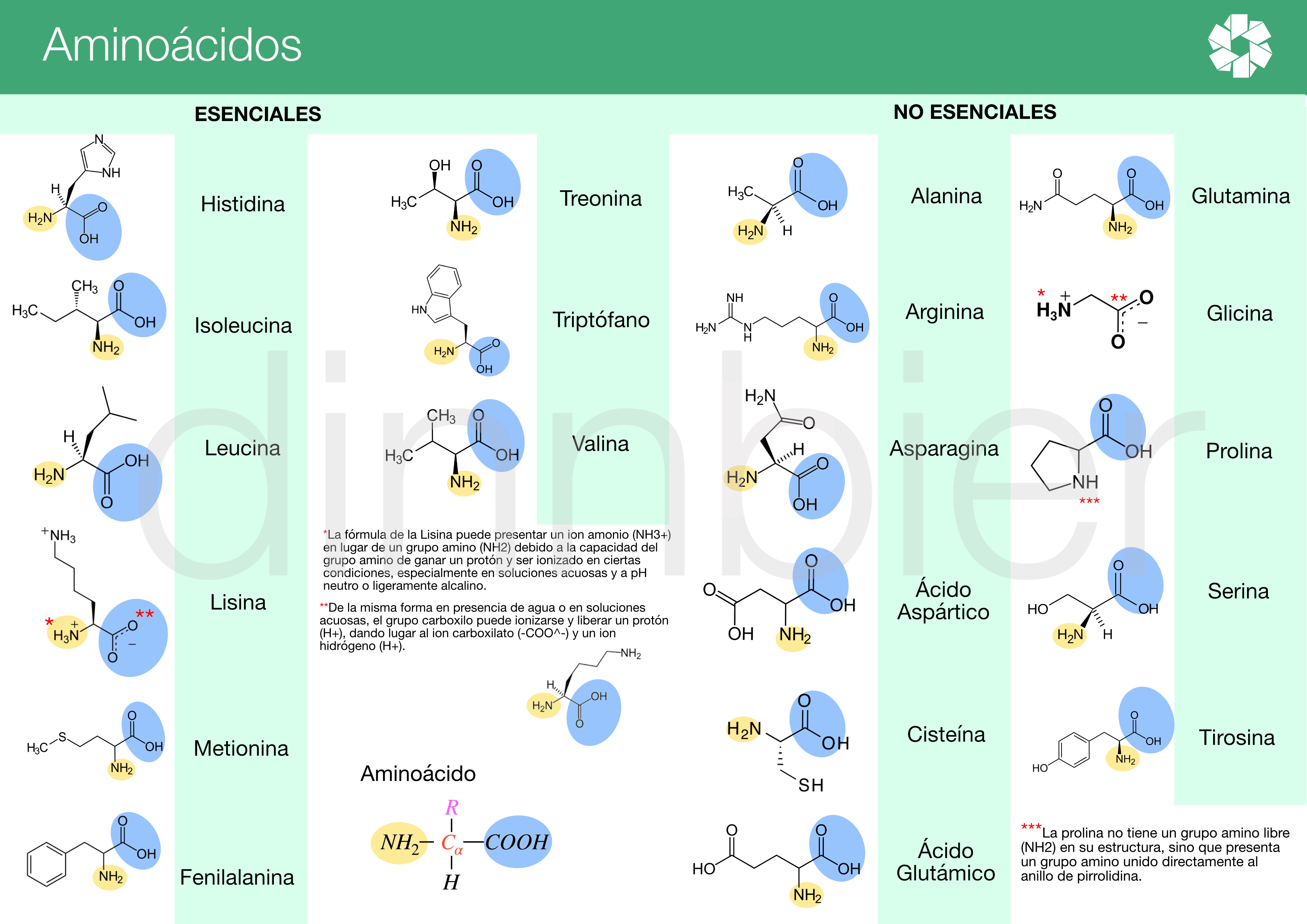 aminoacidos estructura