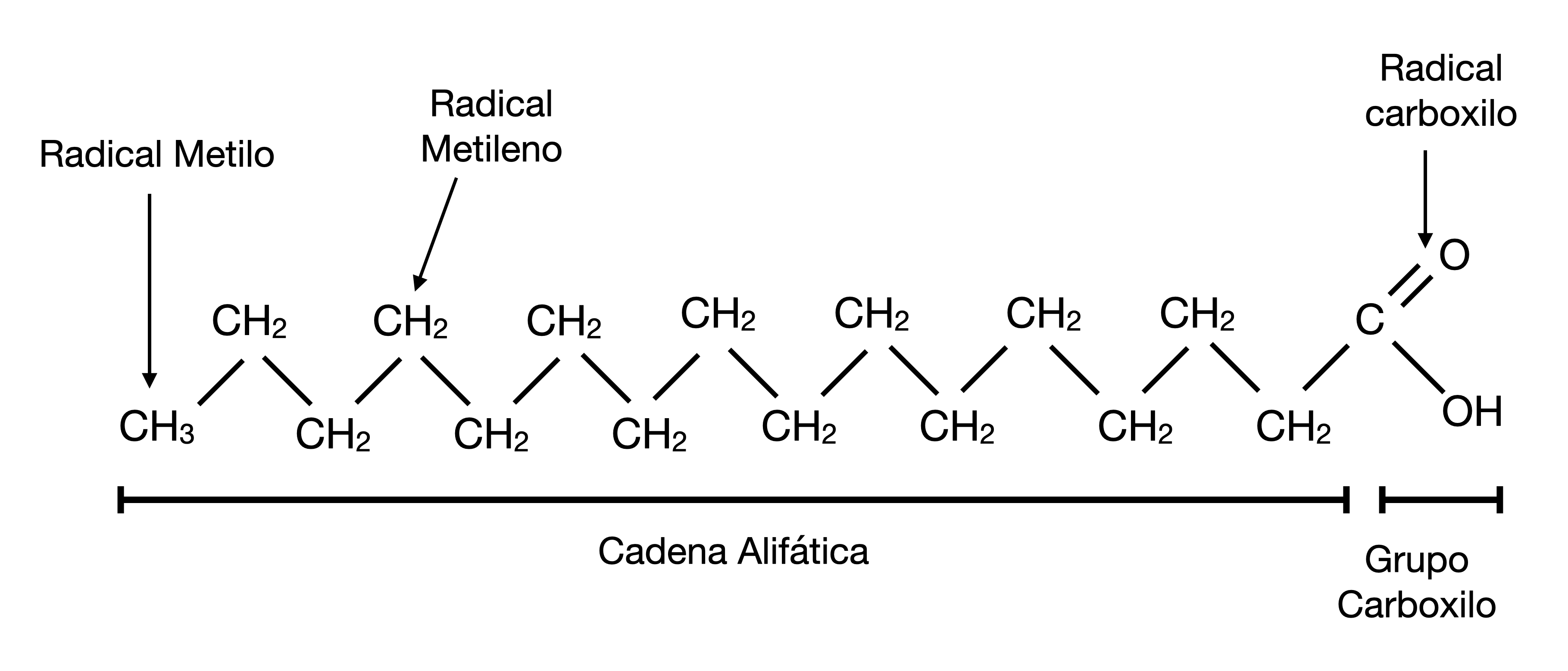 Ácido palmítico esquemático
