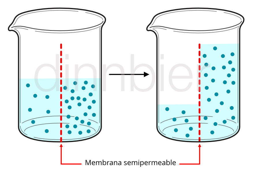 membrana semipermeable